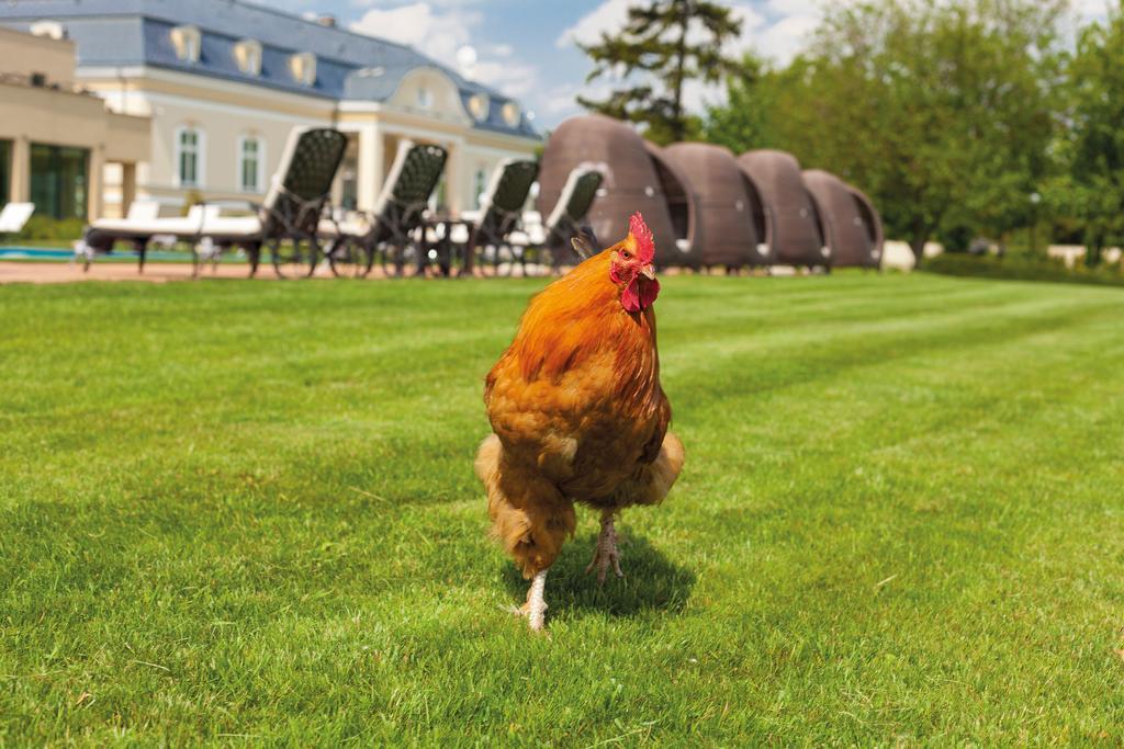 Amade Chateau Vrakúň Екстериор снимка